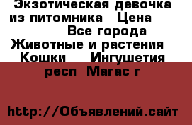 Экзотическая девочка из питомника › Цена ­ 25 000 - Все города Животные и растения » Кошки   . Ингушетия респ.,Магас г.